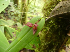 Pleurothallis deflexa