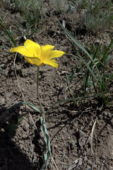 Tulipa tetraphylla