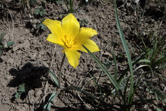 Tulipa tetraphylla