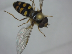 Eupeodes