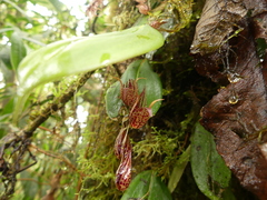 Pleurothallis bicruris