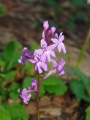 Orchis quadripunctata