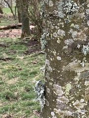 Ramalina fraxinea