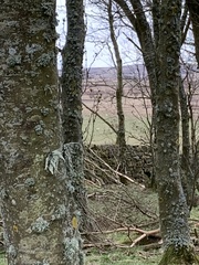 Ramalina fraxinea
