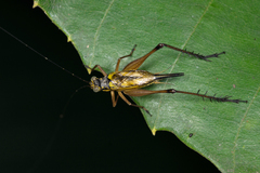 Nisitrus vittatus