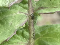 Arachnida