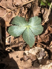Sanicula smallii