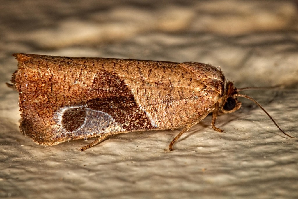 Anacrusis turrialbae