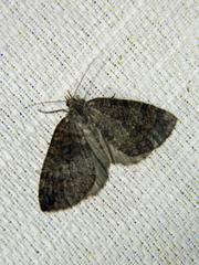 Hydriomena furcata