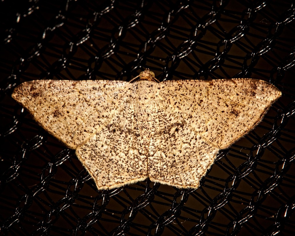 Semiothisa arenisca