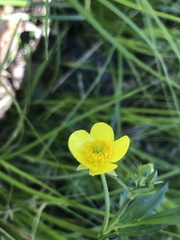 Ranunculus hispidus hispidus