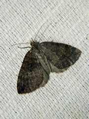 Hydriomena furcata
