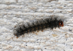 Ardices curvata