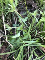 Ranunculus hispidus hispidus
