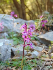 Orchis quadripunctata