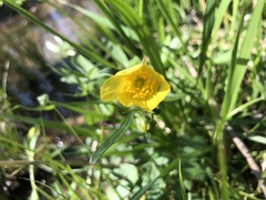 Ranunculus hispidus hispidus