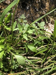 Ranunculus hispidus hispidus