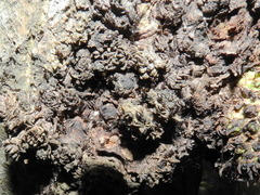 Crematogaster