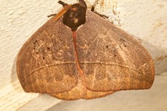 Automeris belti