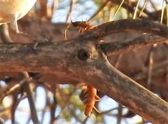 Scolopendra cingulata