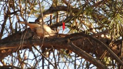 Scolopendra cingulata