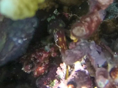 Sebastapistes cyanostigma