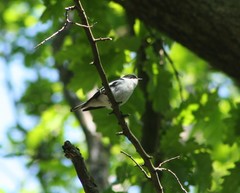 Ficedula semitorquata