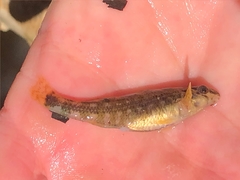 Etheostoma lynceum