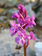 Orchis quadripunctata