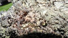 Crematogaster