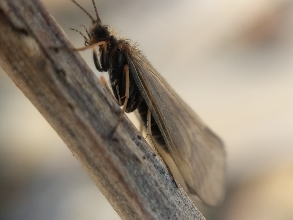 Apatania incerta