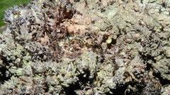Crematogaster
