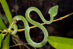 Tropidolaemus subannulatus