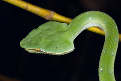 Tropidolaemus subannulatus
