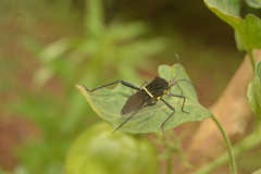 Phthia lunata
