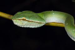 Tropidolaemus subannulatus