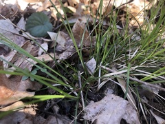 Carex reznicekii