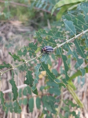 Neodiplogrammus quadrivittatus