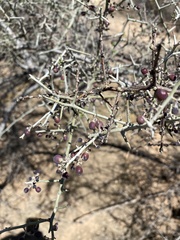 Sarcomphalus obtusifolius canescens