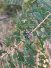 Neodiplogrammus quadrivittatus