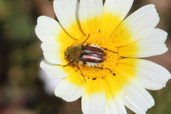 Pygopleurus diffusus