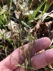 Carex albicans