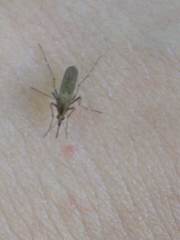 Aedes albifasciatus