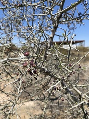 Sarcomphalus obtusifolius canescens