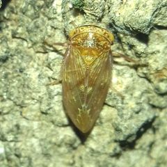 Rhytidodus