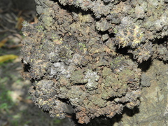 Crematogaster