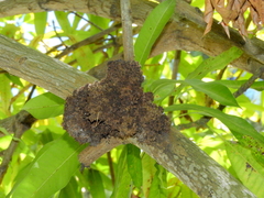 Crematogaster