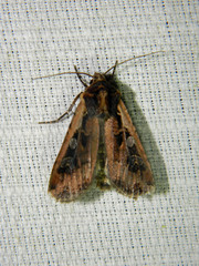 Euxoa ochrogaster