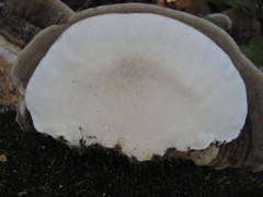 Trametes elegans