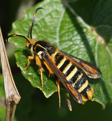 Bembecia ichneumoniformis